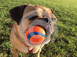 Dog with ball in mouth