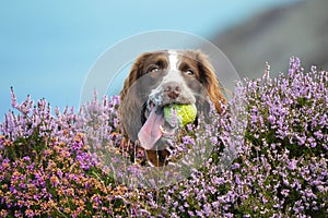 Dog with ball