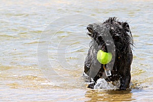 Dog Ball Water