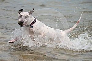 Dog with ball in water