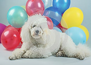 Dog with balloons