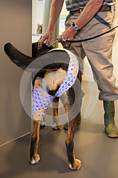 Dog with bandage