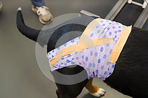 Dog with bandage