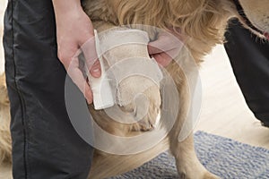 The dog is bandaged with a damaged paw
