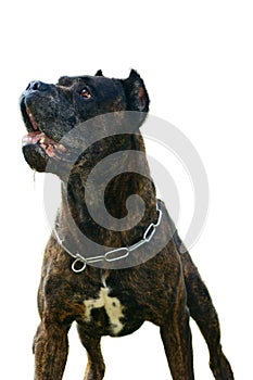 This dog is Bandog.