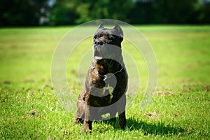 This dog is Bandog.