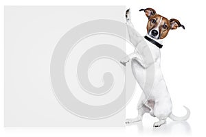 Dog banner