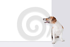 Dog with banner