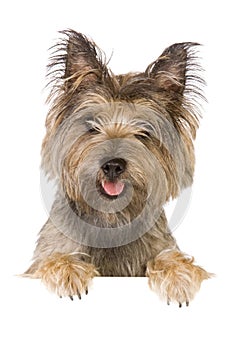 Il cane formato pubblicitario destinato principalmente all'uso sui siti web 