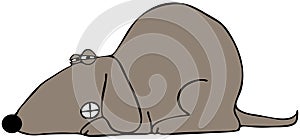 Dog baring its teeth