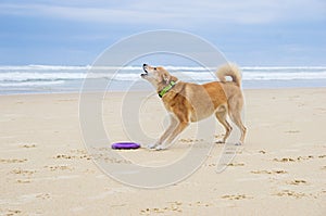 Dog barking on the beach. Dog portrait. Dog barks.