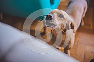 Dog barking at home