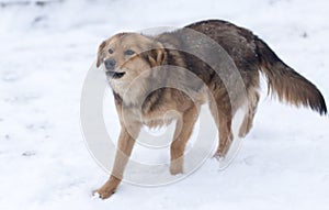 Dog barking outdoors in winter