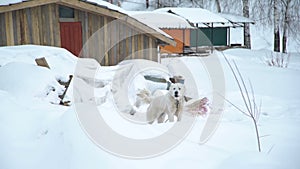 The Dog is Barking in a Russian Vilage in Winter