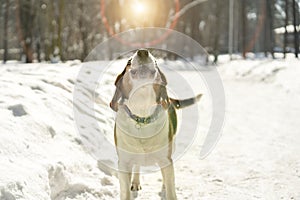 Dog barking in the snow under the sun