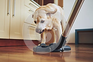 Dog barking on vacuum cleaner