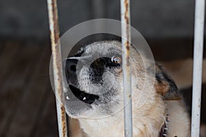 The dog barks through the grille of the enclosure sitting in the cage of the dog shelter portrait close-up on a blurred background
