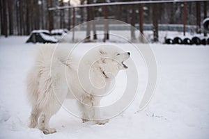 The dog barks. Samoyed white dog is on snow background outside