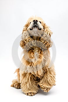 The dog barks sitting on a white background