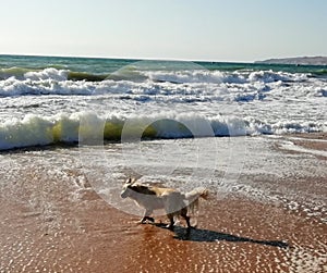 Dog barks on a stormy sea