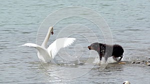 The dog barks at the swan in the water and the swan ticks away from the dog