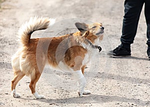 The dog barks to protect its owner