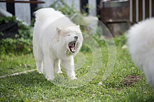 The dog barks in the yard. White Samoyed puppy sits in the courtyard. Dog in nature, a walk