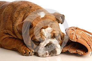 Dog with baseball glove