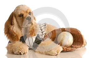 Dog with baseball and glove