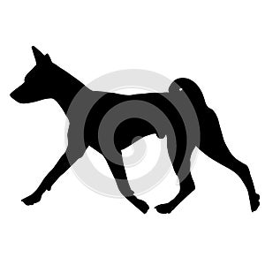 Dog Basenji breed. Silhouette photo