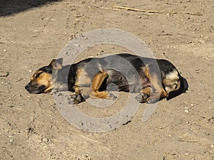 The dog bask in the sun