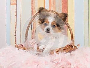 Dog in basket in pastel colors