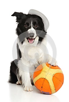 Dog with a basketball ball on a white background