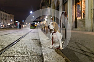 Dog basset breed tied outside alone on the street at night. Horizontal view