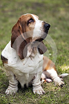 Dog Basset hound