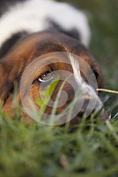 Dog Basset hound