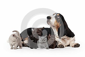 Dog. Basset hound dog with several small british kittens on whit