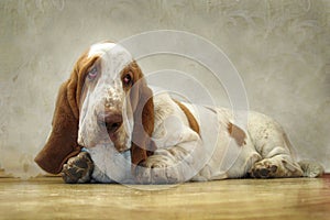 Dog Basset Hound looks sad eyes