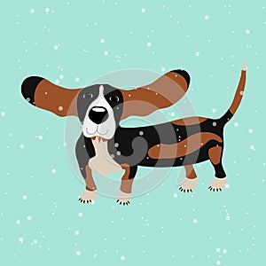 Dog Basset Hound under falling snow on the blue background