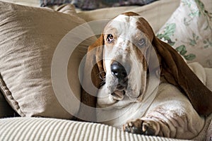 A dog, bassethound, resting on a sofa