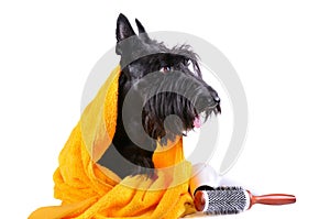 Dog after bath