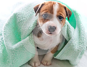 Dog bath towel