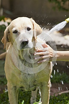 Dog bathing