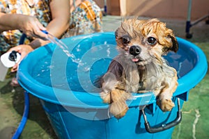 Dog in the bathing