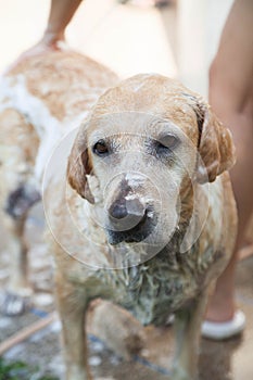 Dog bathing in the hot day