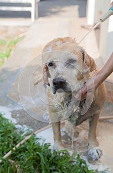 Dog bathing in the hot day