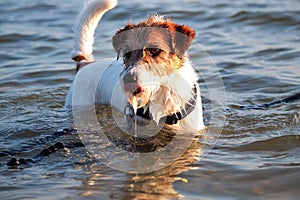 Dog bathing