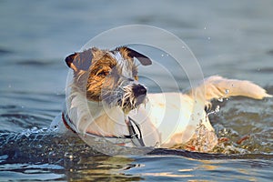 Dog bathing