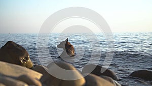 A dog bathing in the sea sitting in the wavy water on summer.