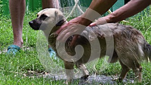 Dog bathing under blurry water drops pouring from garden hose outdoor